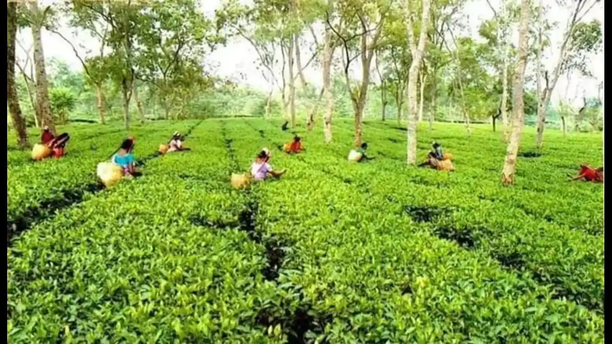 Assam Cabinet in Guwahati Relaxes Land Premiums for Tea Garden Workers