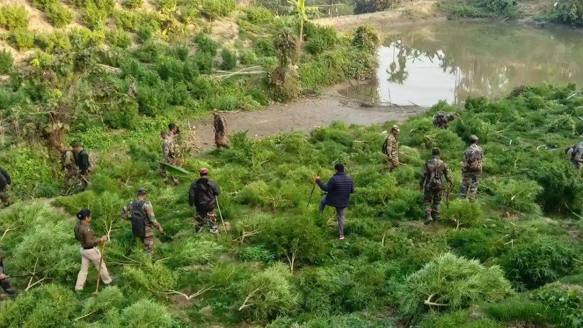 Assam Rifles Destroys ₹36 Cr Ganja Crop; Northeast Ops Intensify