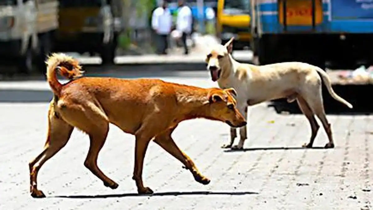 SC Flags 1.66 Lakh Dog Bites in Assam, Questions Guwahati’s Stray Dog Preparedness