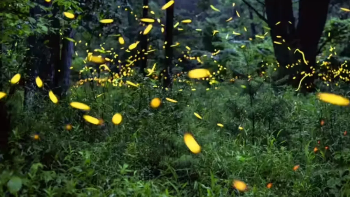 Are Fireflies Disappearing From Guwahati?