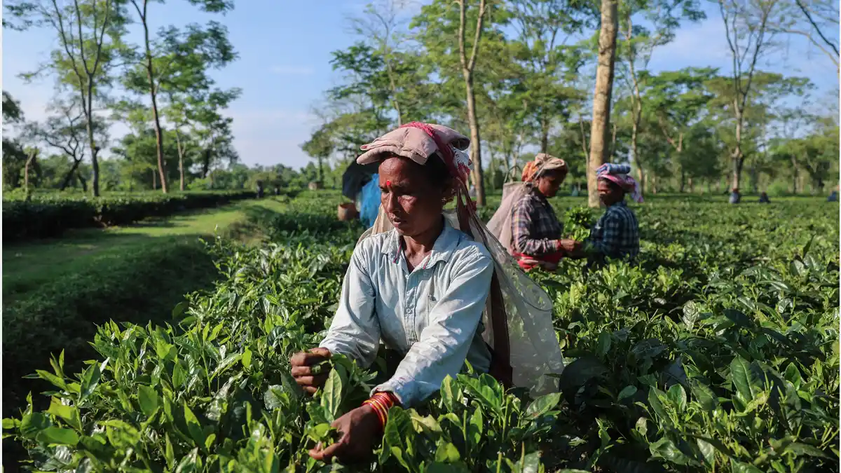 Assam Tea Exports Rise by 40 Million Kg in 2025–26