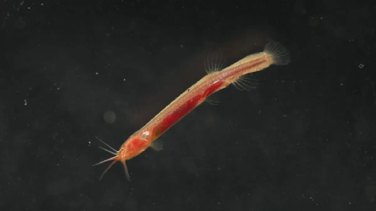 Blind Groundwater Fish Discovered in Assam