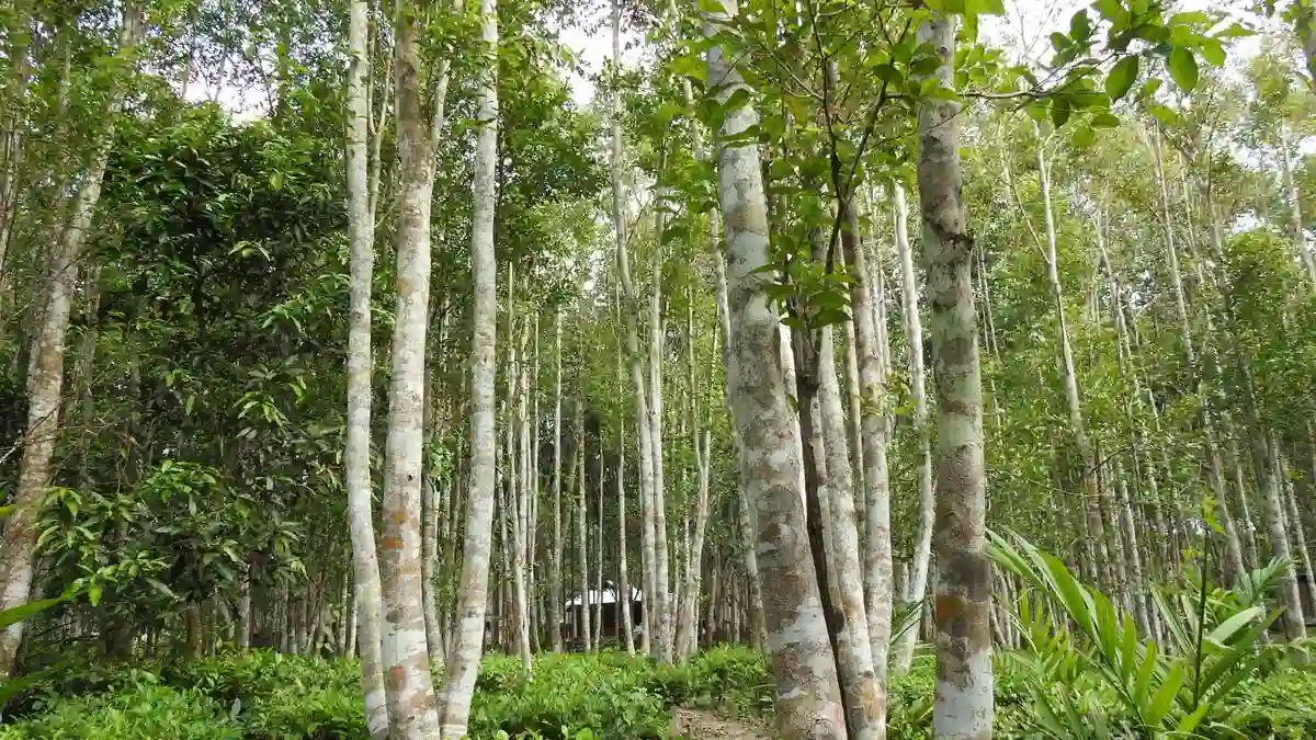 Budget 2026 Boost for Agarwood Puts Assam’s Green Gold in Focus