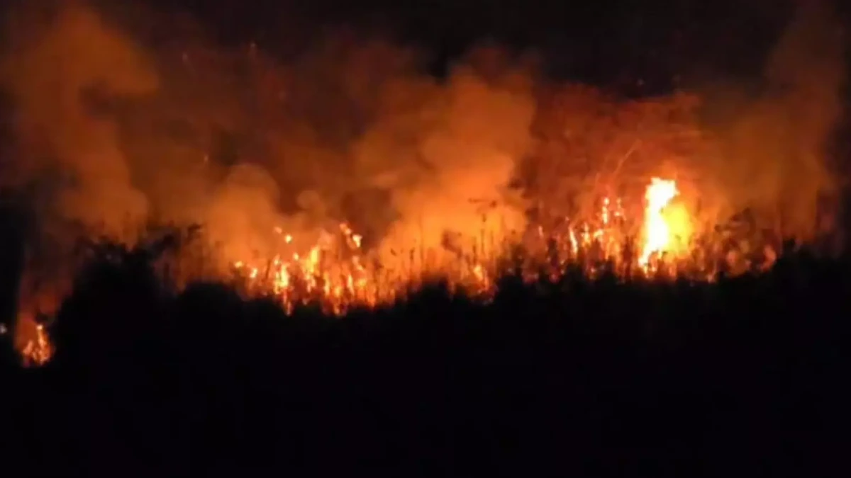 Forest Fire at Jyotikuchi Dhopolia Hill in Guwahati Brought Under Control