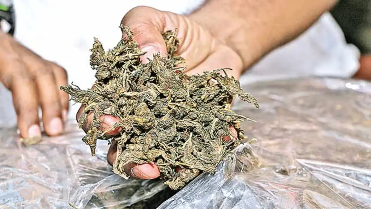 Over 5 Kg Suspected Ganja Seized in Gorchuk, One Held