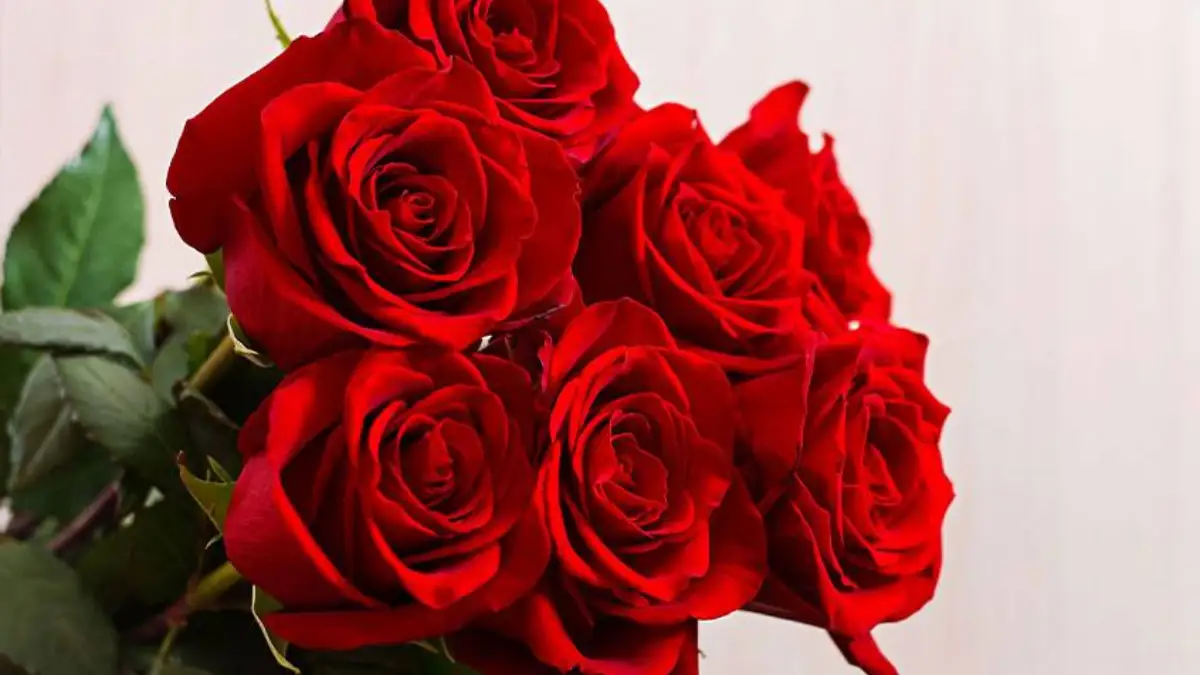 Rose Prices Touch ₹50 Per Stem in Guwahati on Rose Day